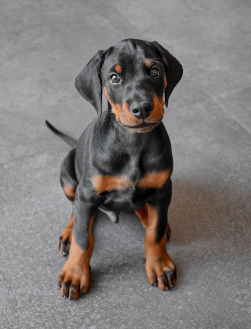 Doberman Pinscher