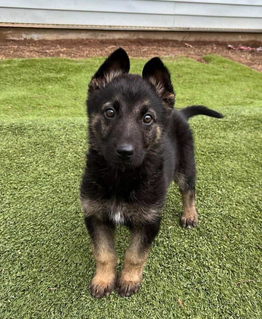 German Shepherds for adoption
