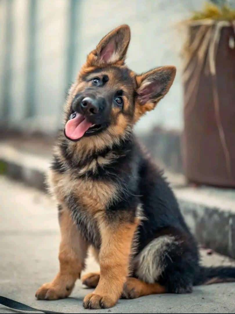 German Shepherd