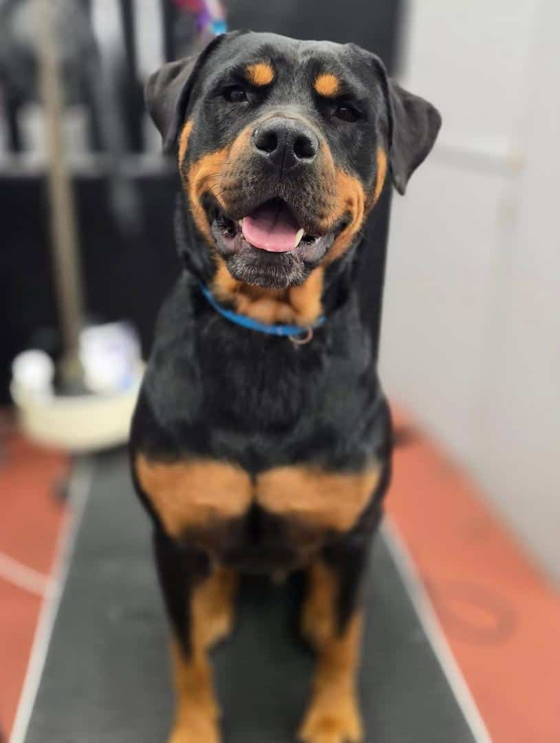 Rottweiler for Sale